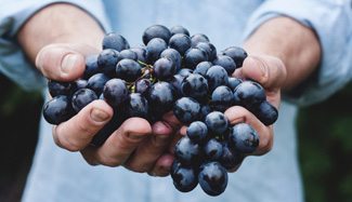 Hands holding grapes