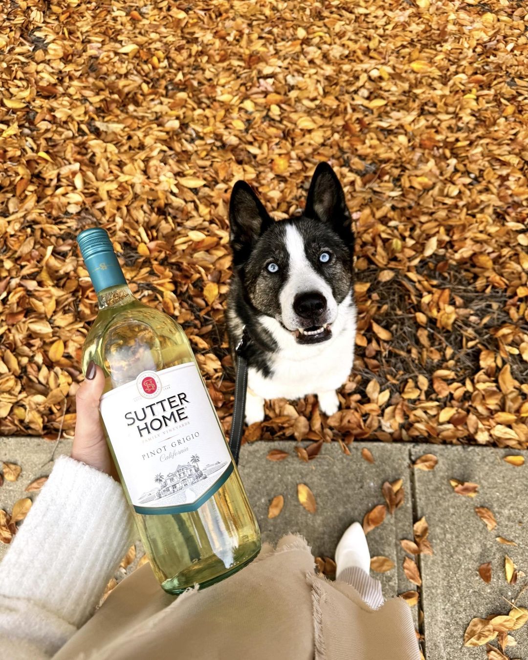 Link to Instagram: Image of Sutter Home Pinot Grigio and a bright eyed dog
